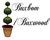 Buxbom/Buxwood-tree