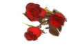 3 roses