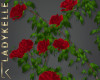 LK| Climing Red Roses