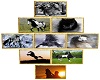 9 Pic Horse Wall Hanging