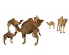 Dromedary Camel Group