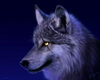 JJ~BLUE WOLF
