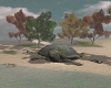 Tortoise  beach