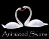 Swans In Love <3