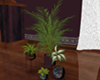 My potted Plants