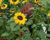 Frame- Sunflowers