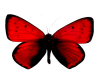 big red butterfly