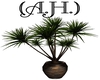 (A.H.) Wild Horse Plant