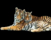 Tigers Cutout