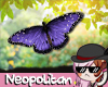 Purple Butterflies