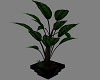 !! Plant 1