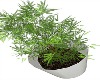 !R Weed Plant