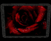 Rose Animated Frame