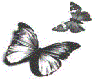 Dark Butterflies