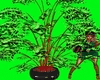  animated plant