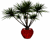 Red Planter w Palm