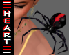 Spider Aussie Redback