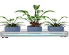 plants 2