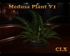 Medusa Plant V1