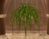 wiccan hall hanging fern