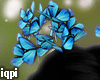 Blue Butterfly Buns 