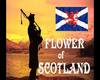 flower of scotland