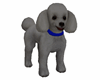 PET Male Silver Poodle