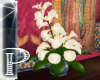 H Real calla lilies