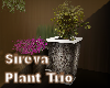 Sireva Plant Trio 