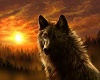 wolf pic