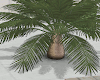 Mini Palm Tree