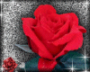 !RWR Red Rose 2