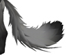 Grey fox tail fm (IH)