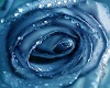 blue rose couche