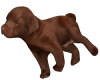 brown puppy <3
