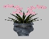 pink plant