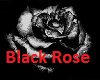 black rose #2 