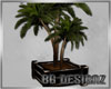 [BG]Royal Palm Plant I