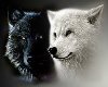 Black Wolf White Wolf