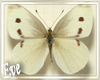 c White Butterflies