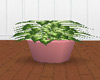 Plant with Pink Pot