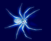 blue spider animated