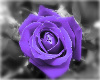 Purple Rose Hanging