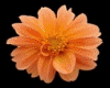 louloudakia