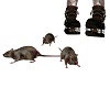 Rats PET