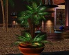 Copper Potted Palm