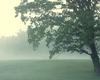 MJs Foggy Tree