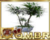 QMBR Bonsai Plant 3