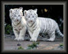 Baby White TIgers