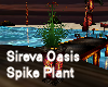 Sireva Oasis Spike Plant